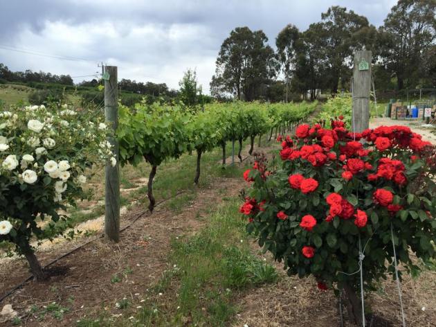 12187734_918720014880019_4744372794394866413_n