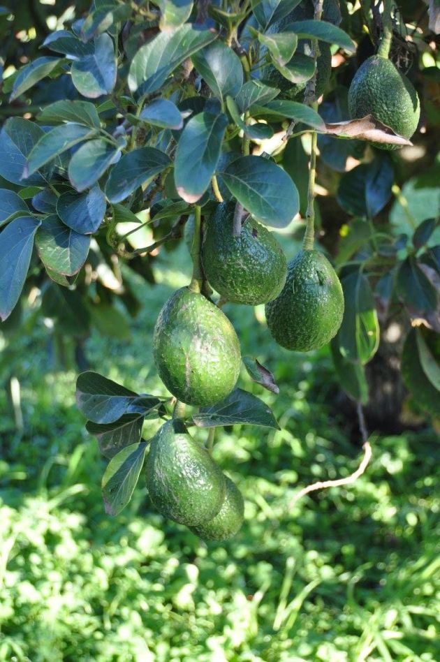 13996050_10153683573651456_4037806016603762375_o