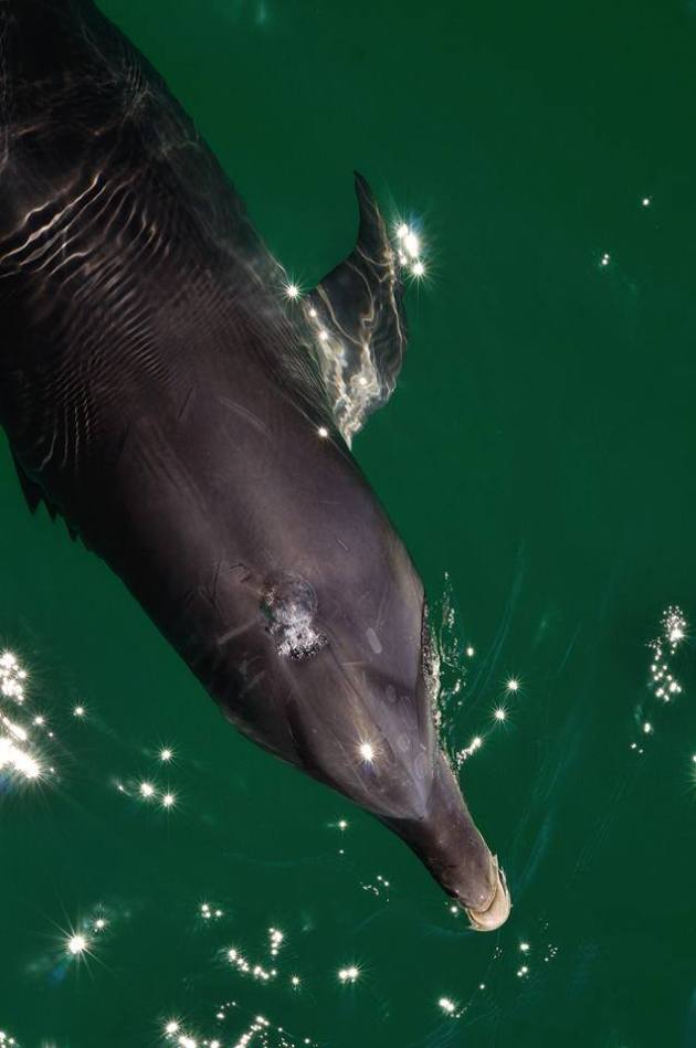 16602768_1263721807046503_2392586424662404847_n