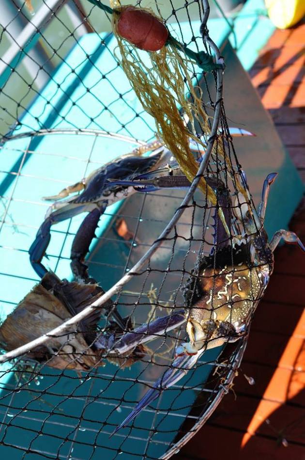 16708207_1263722277046456_1807059510508668620_n