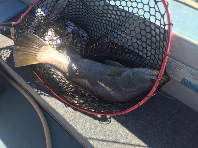 18156797_10154373242391456_4198605009775481394_o