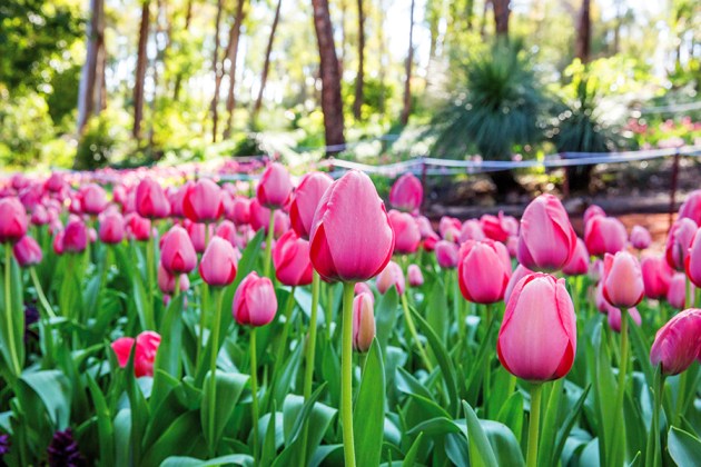 1626_It's Yates Springtime at Araluen (L)