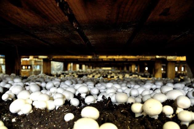 20728888_10154686096861456_6204075045725959683_o