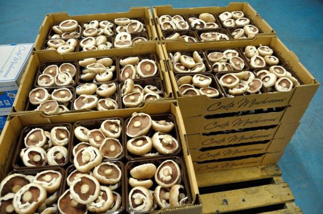 20729144_10154686131201456_521424611865486397_o