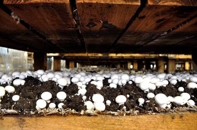 20748280_10154686097106456_2348572923386892564_o