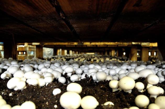 20776374_10154686097751456_9055927184064943013_o