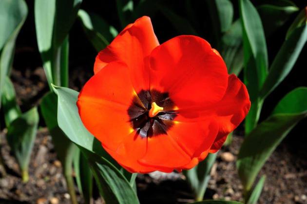 21055331_10154719556541456_5426349731895836077_o