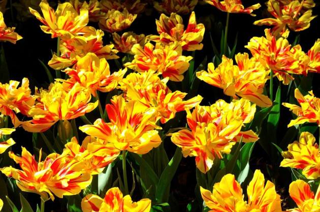 21055830_10154719560596456_3557029935471899344_o