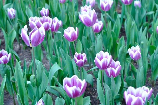 21056169_10154719575591456_7250962254888765305_o