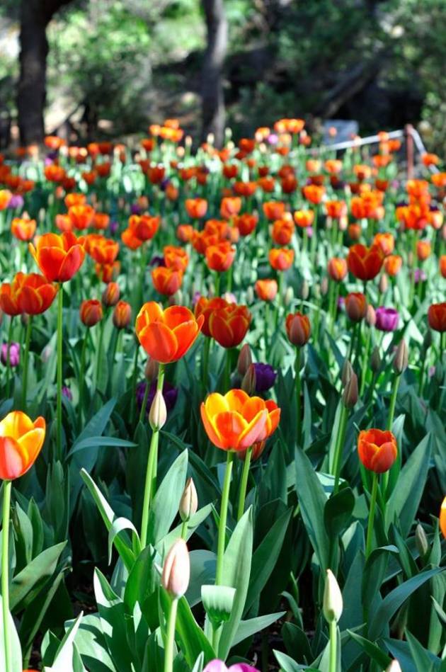 21077513_10154719556661456_8474418094752200221_n