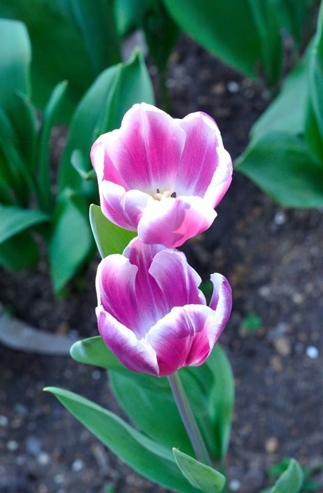 21078489_10154719575411456_3367199645367264777_n