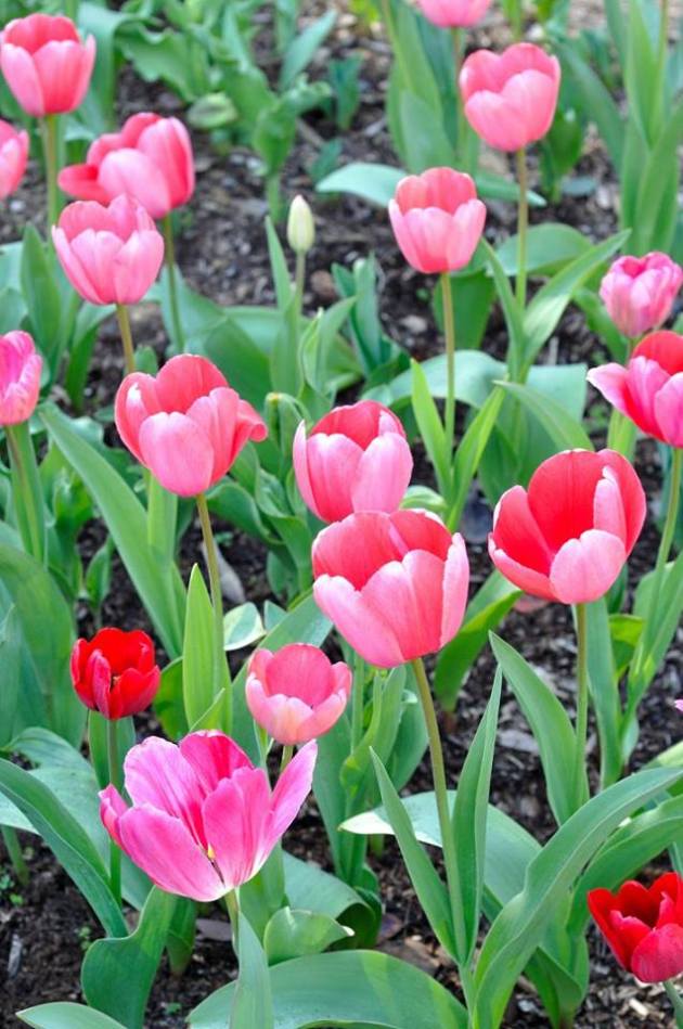 21078814_10154719575466456_7449149708866497083_n