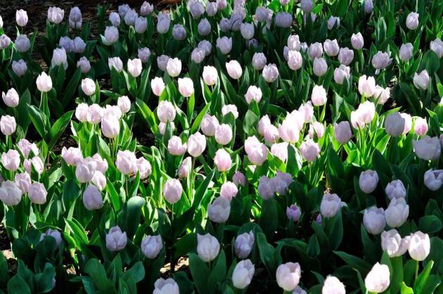 21082818_10154719557421456_3241978642307680124_o