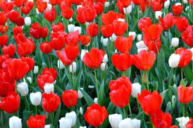 21082879_10154719575896456_8483797372791215428_o