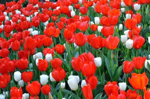 21125336_10154719575676456_1634770553993993742_o