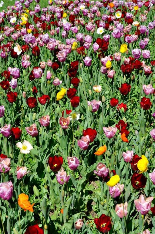 21150371_10154719580591456_2112254772382817151_n