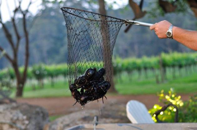 23668790_10154912715496456_3914891735622207942_o